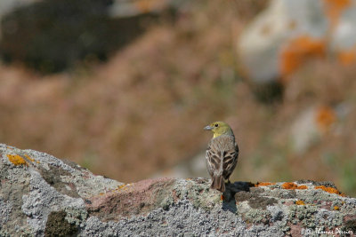 Cinereous Bunting - Bruant cendre #2601