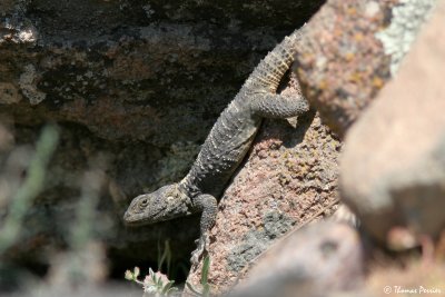 Roughtail Rock Agama - Agame stellio  #2615