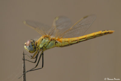 DragonFly sp (0491)