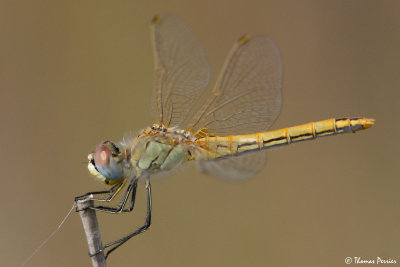 Dragonfly sp Camargue