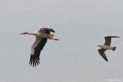 White Stork and gull - Crau Entressen landfill