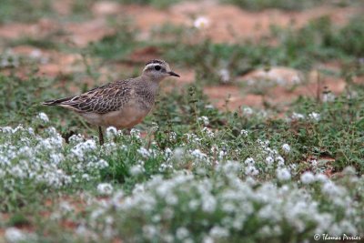 Dotterel - Pluvier guignard - Crau Peyre Esteve