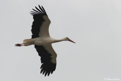 White Stork - Crau Entressen landfill