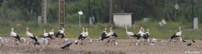 White storks - Crau Entressen landfill