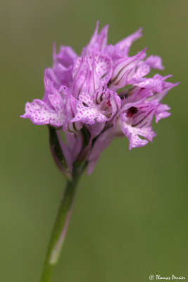 orchid sp.