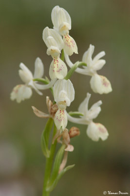 orchid sp.