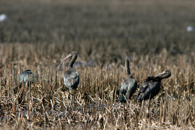 Ibis falcinelle - Glossy ibis-Melides_8370