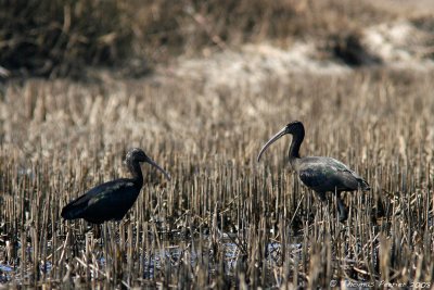 Ibis falcinelle - Glossy ibis-Melides_8372
