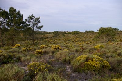 Melides - dunes P6426