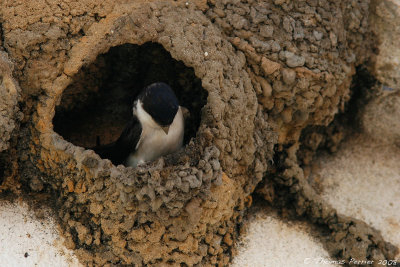 Hirondelle de fenetre-House martin-Melides_8643