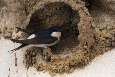 Hirondelle de fenetre-House martin-Melides_8658_2.jpg