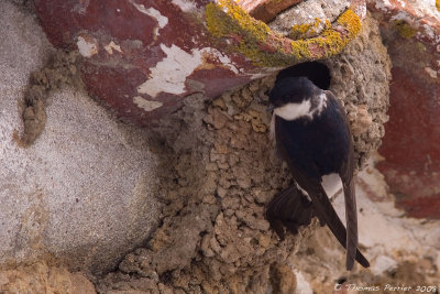 Hirondelle de fenetre-House martin-Melides_8663_2.jpg