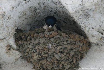 Hirondelle de fenetre-House martin-Melides_8667