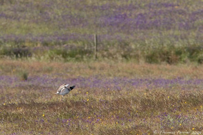 Outarde Canepetiere-Little Bustard-Entradas_8725