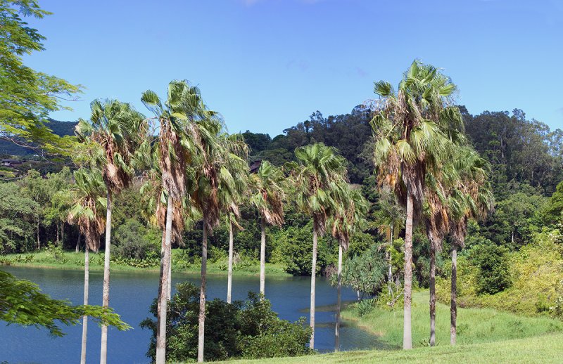 Hoomaluhia Lake