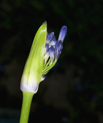 Night Agapanthus - Old Glass