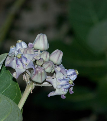 Purple Crownflower