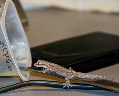 Return of the Gecko