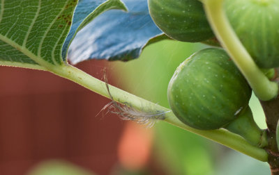 Fig Feather