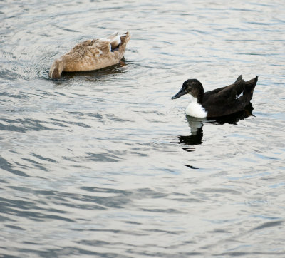 Unidentified Duck