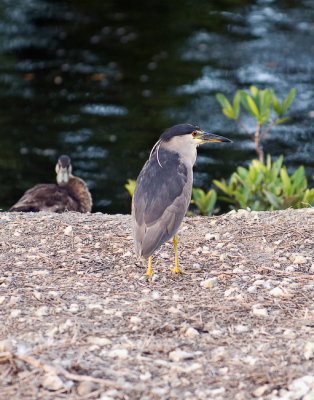 Black-crown Night Heron