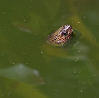 Painted Turtle