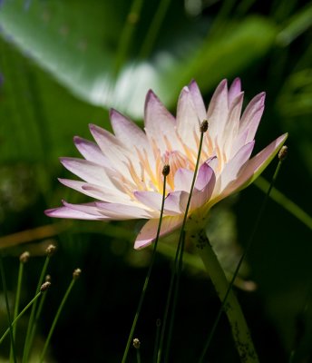 Polynesian Pink