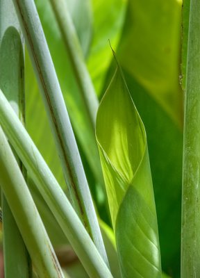 Heliconia - New Growth