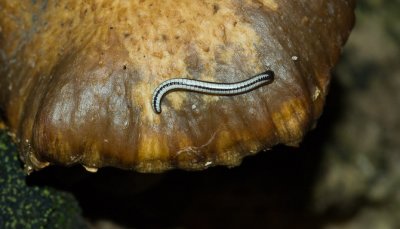 Mushroom Millipede