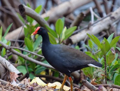 Hawaiian Moorhen