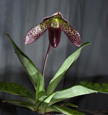 Phaphiopedilum  Orchid