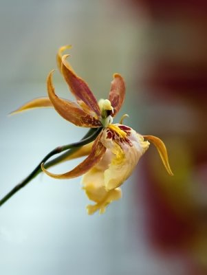 Orchid - Extreme Crop