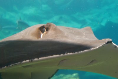 Stingray