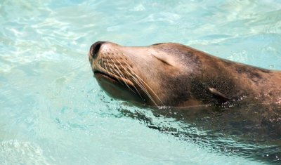 Sea Lion