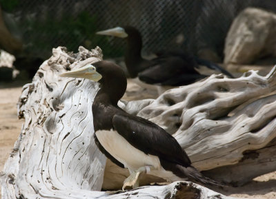 Brown Booby