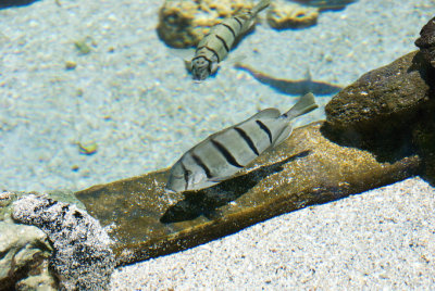 Striped Tang