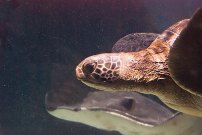 Green Sea Turtle - Swim