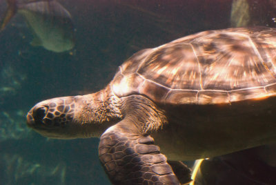 Green Sea Turtle - Swim 2