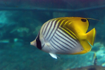 Butterfly Fish