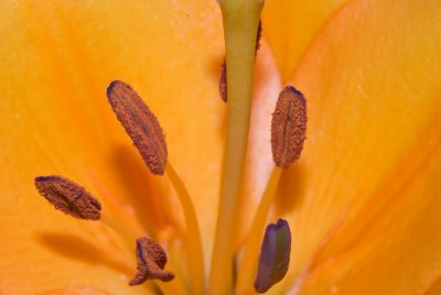 Lily Pollen