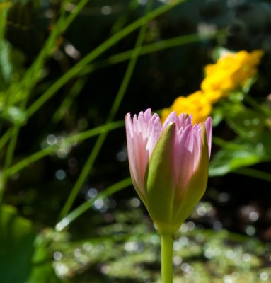 Pink on Yellow