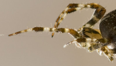 Spider in the Garden