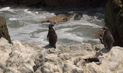 pinguinos de Humboldt