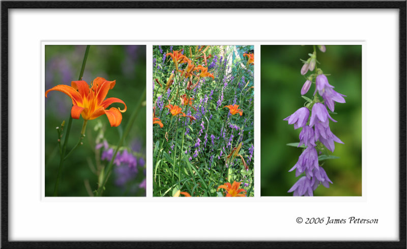 Lilly & Bellflower Triptych