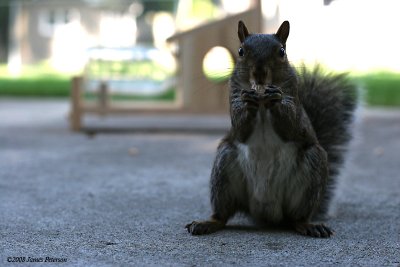 Squirrel Snackin (36131)
