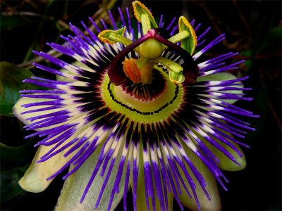 passion flower...,passion_.