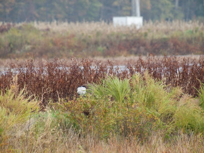 Blackwater National Wildlife Refuge 10/31/2009
