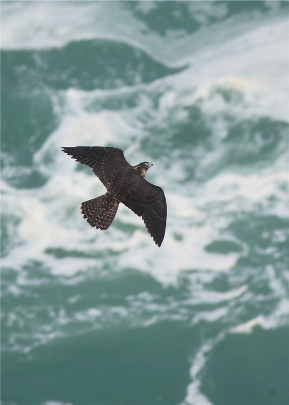 PEREGRINE FALCON