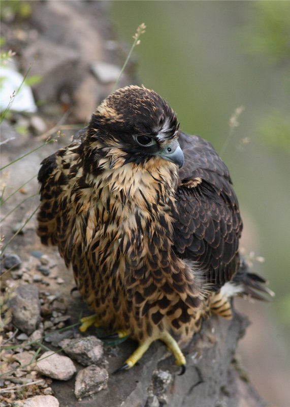 PEREGRINE FALCON