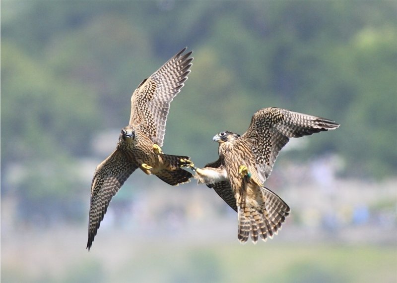 PEREGRINE FALCON